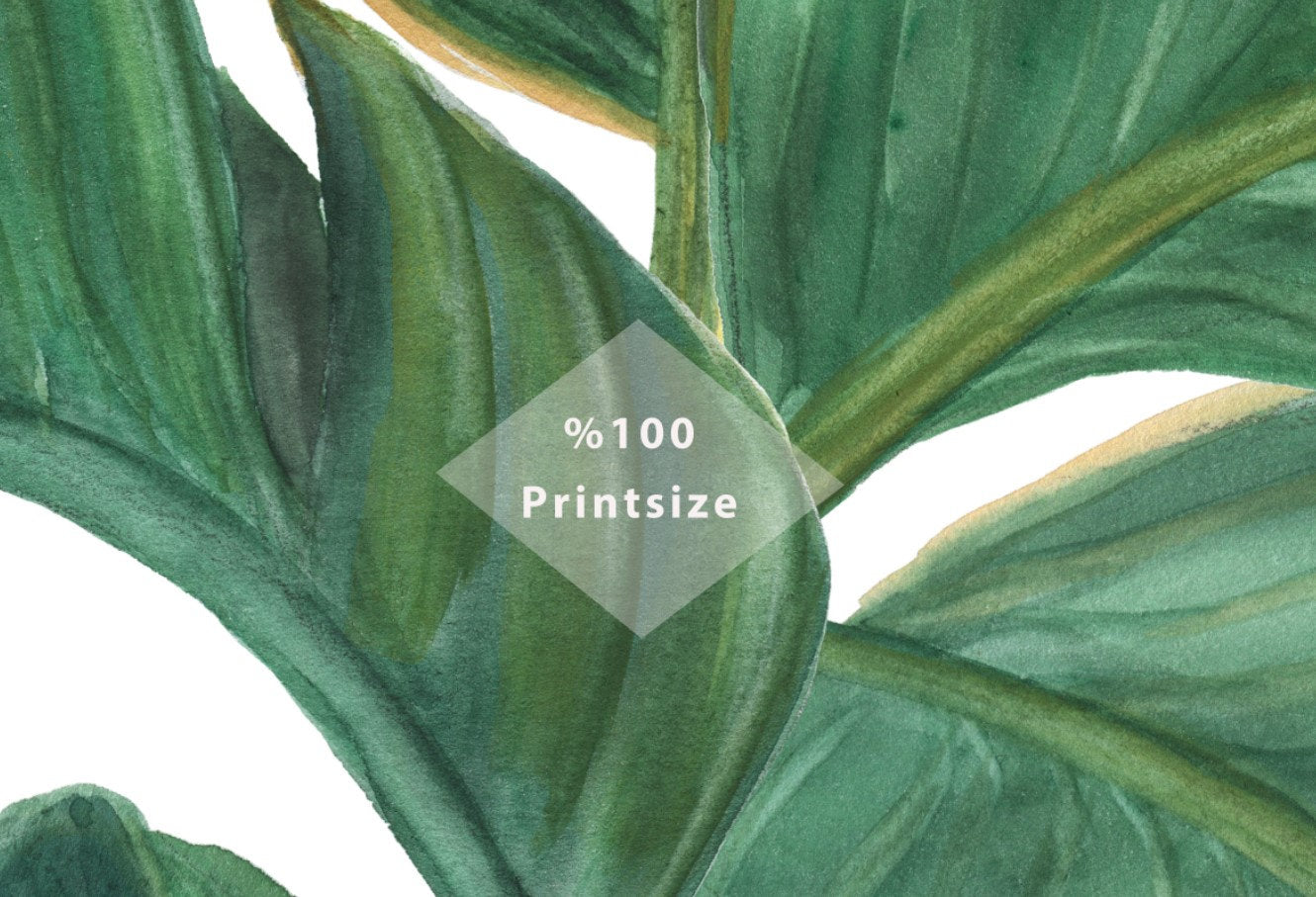 Watercolor Painting Banana Leaves Wallpaper Self Adhesive Peel and Stick Wall Sticker House Design Minimalistic Scandinavian Removable